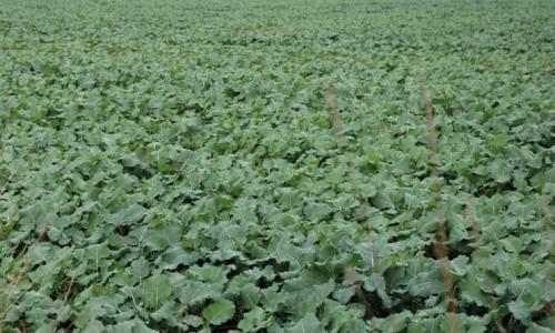 Assurer une bonne nutrition minérale du colza à l’automne pour permettre une croissance continue jusqu’à l’hiver