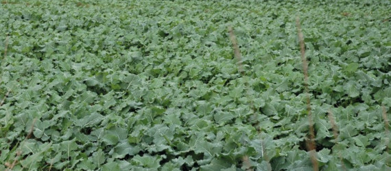 Assurer une bonne nutrition minérale du colza à l’automne pour permettre une croissance continue jusqu’à l’hiver