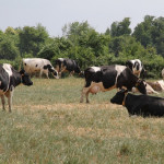 Tuberculose bovine :  une aide de l’état pour le dépistage