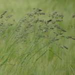 Mélanges de semences pour prairies de longue durée
