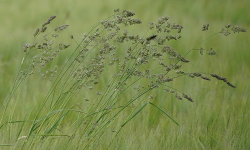 Mélanges de semences pour prairies de longue durée