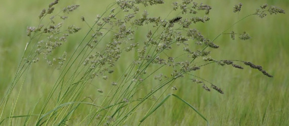 Mélanges de semences pour prairies de longue durée
