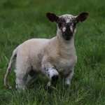 Aide ovine 2022 : montant unitaire provisoire estimé à 19euros/brebis primée