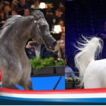 Championnat du Monde du Cheval arabe     Un évènement unique pour découvrir et admirer les plus beaux pur-sang Arabes venus du monde entier