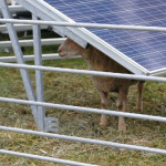Produire des ovins sous panneaux  photovoltaïques au sol  Ce qu’il faut savoir avant de se lancer