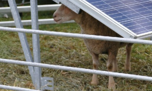 Produire des ovins sous panneaux  photovoltaïques au sol  Ce qu’il faut savoir avant de se lancer