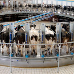 Les grandes fermes industrielles,  nouvelle norme de l’agriculture française ?
