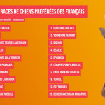 Les 20 chiens préférés des Français