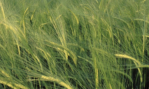 Céréales d’hiver La vernalisation : un passage au froid nécessaire  pour fleurir