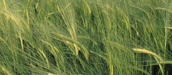 Céréales d’hiver La vernalisation : un passage au froid nécessaire  pour fleurir