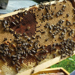 Crise persistante de l’apiculture en 2022