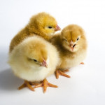 Fin de l’élimination des poussins mâles en filière ponte en 2023
