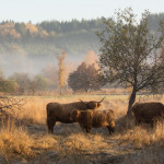 Programme « Patrimoine naturel et biodiversité » de la Fondation du patrimoine Annonce des 10 nouveaux lauréats 2022