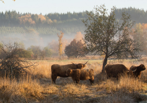 Pâturage d’un troupeau de Highland Cattle, bovins adaptés aux tourbières © PNR Morvan - Pâturage d’un troupeau de Highland Cattle, bovins adaptés aux tourbières © PNR Morvan -