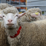 Aide ovine 2022 : montants définitifs