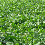 Plan d’action de sortie du phosmet  Identifier des stratégies alternatives opérationnelles pour réduire les attaques et la nuisibilité des ravageurs d’automne du colza