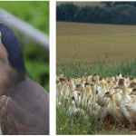 L'interprofession du foie gras dénonce la nouvelle campagne de désinformation des militants vegans