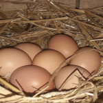 De la poule à l’assiette, l’oeuf est un super  aliment à condition  de respecter quelques règles