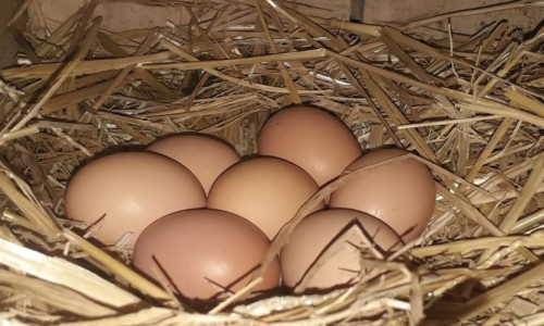 De la poule à l’assiette, l’oeuf est un super  aliment à condition  de respecter quelques règles