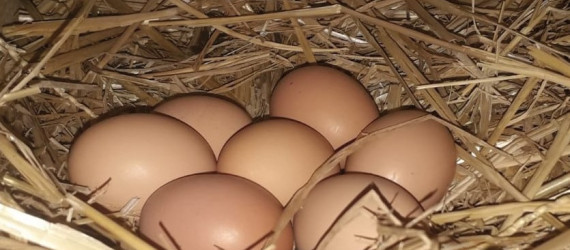 De la poule à l’assiette, l’oeuf est un super  aliment à condition  de respecter quelques règles