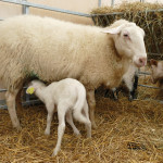 Prévenir les  maladies néonatales  des jeunes ruminants