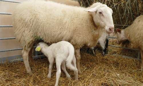 Prévenir les  maladies néonatales  des jeunes ruminants