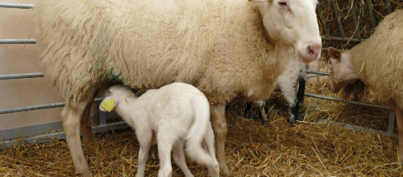 Prévenir les  maladies néonatales  des jeunes ruminants