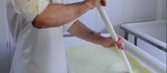 La prématuration,  une manière  de fabriquer un caillé lactique