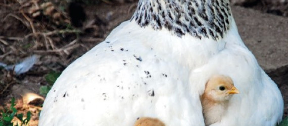 Comment bien  nourrir les animaux  de la basse-cour ?