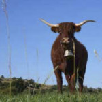 Ce qu'il faut absolument voir au Salon International de l'Agriculture  !
