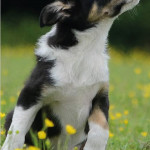 Vendre  un chien/chiot : une activité réglementée