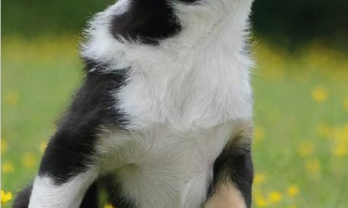 Vendre  un chien/chiot : une activité réglementée