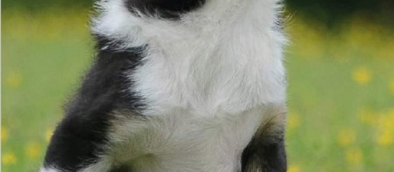 Vendre  un chien/chiot : une activité réglementée