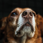 Prudence avant de donner à un animal un médicament pour humains