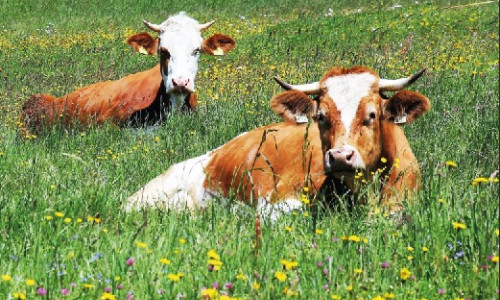 Fleurs  de nos campagnes :  les plantes à ne pas confondre...