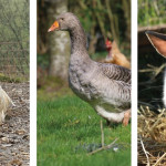 Complémentation  minérale  des volailles et lapins