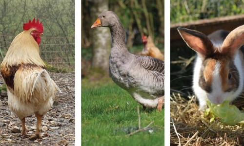 Complémentation  minérale  des volailles et lapins