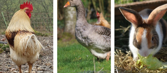 Complémentation  minérale  des volailles et lapins
