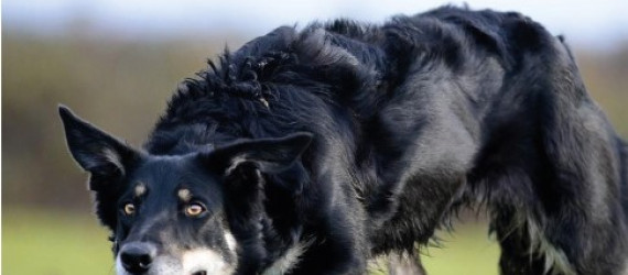 Les boiteries - Motif n°1 chez les  ostéopathes canin ?