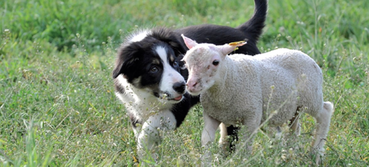 Comment  choisir son chiot pour le troupeau