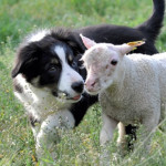 Comment  choisir son chiot pour le troupeau