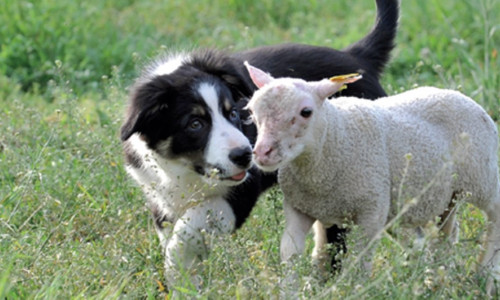 Comment  choisir son chiot pour le troupeau