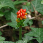 Intoxication par l’arum maculé  ou gouet Arum maculatum Linné 1753
