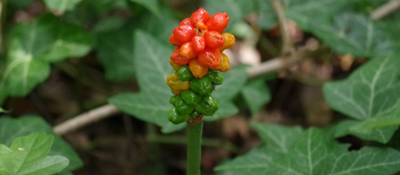 Intoxication par l’arum maculé  ou gouet Arum maculatum Linné 1753