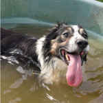 Border Collie Collapse VS Coup de chaleur
