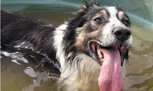 Border Collie Collapse VS Coup de chaleur