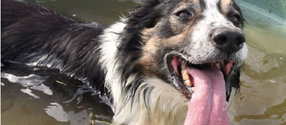 Border Collie Collapse VS Coup de chaleur