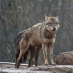 Le Département de la Drôme interpelle l'Etat sur l'augmentation des attaques de loups