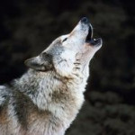 Ils claquent la porte du groupe national loup