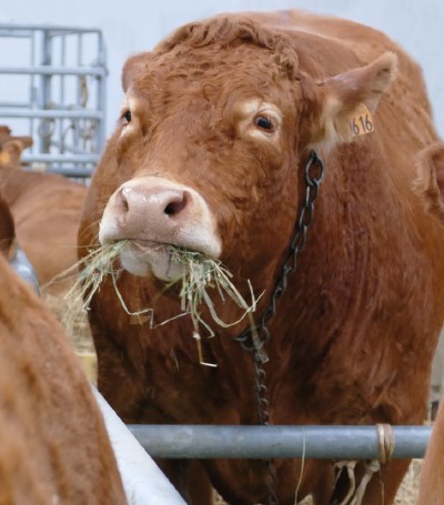 Renforcer  l’alimentation  par des apports  de levures et  de bactéries